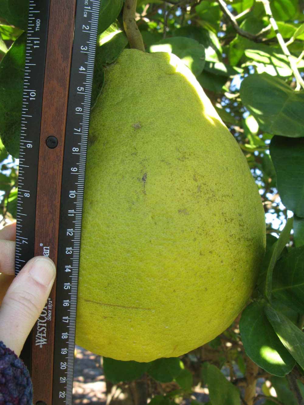              Fruit (Sha Tian You, Winter Haven, FL)   